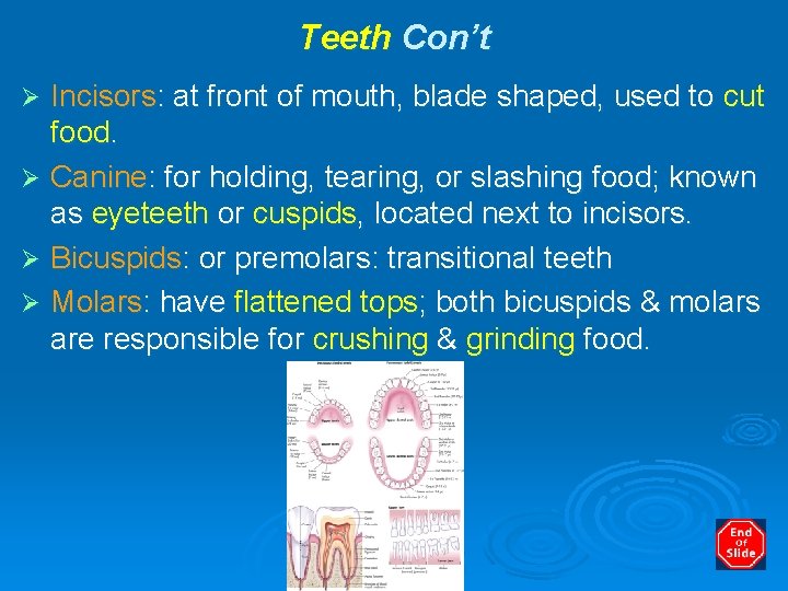 Teeth Con’t Incisors: at front of mouth, blade shaped, used to cut food. Ø