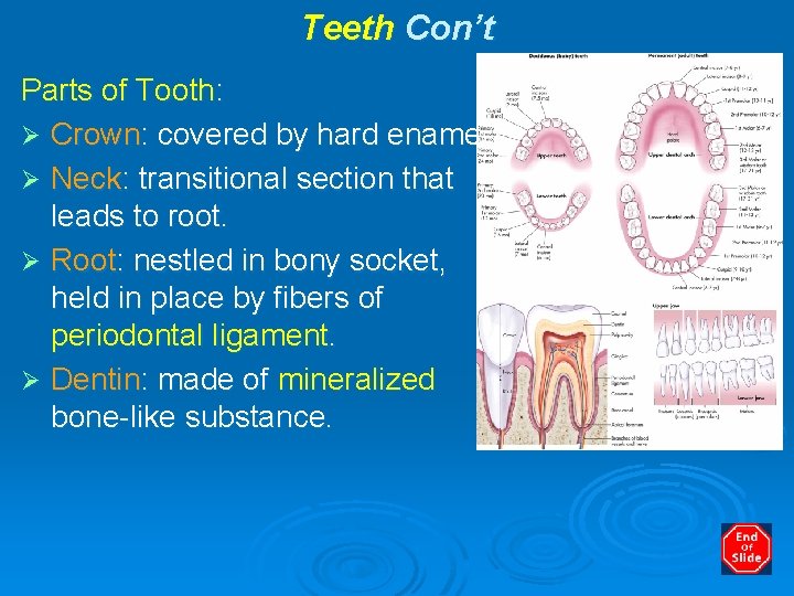 Teeth Con’t Parts of Tooth: Ø Crown: covered by hard enamel. Ø Neck: transitional