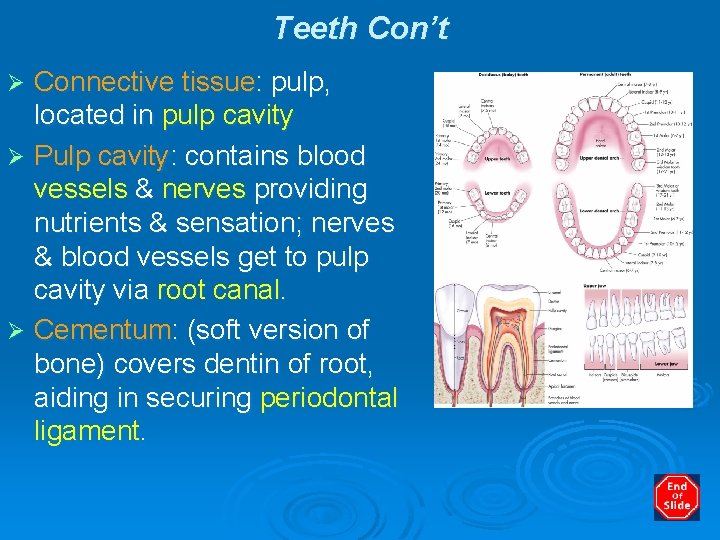 Teeth Con’t Connective tissue: pulp, located in pulp cavity Ø Pulp cavity: contains blood