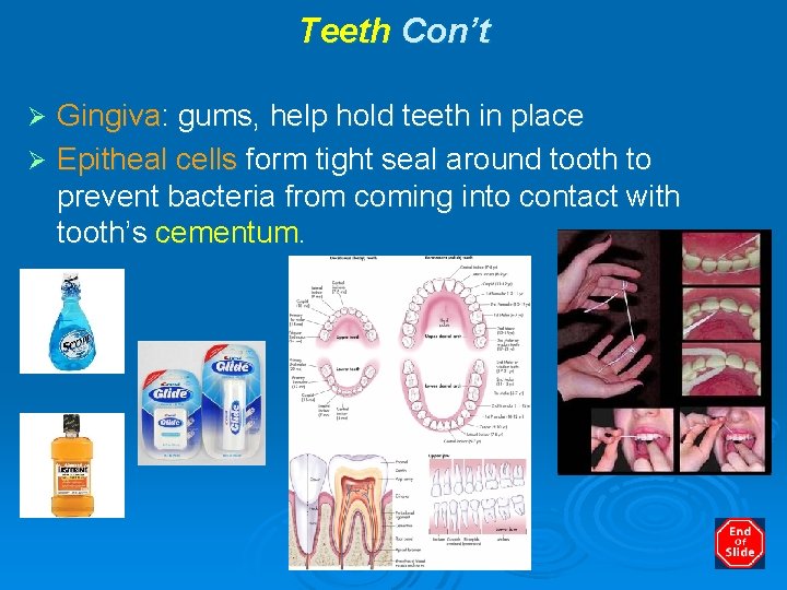 Teeth Con’t Gingiva: gums, help hold teeth in place Ø Epitheal cells form tight