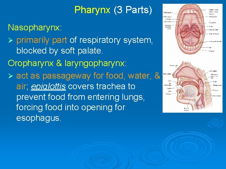 Pharynx (3 Parts) Nasopharynx: Ø primarily part of respiratory system, blocked by soft palate.