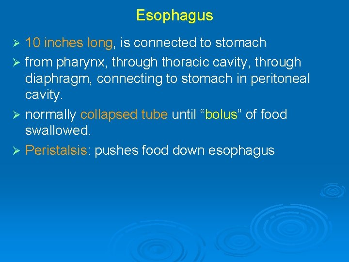 Esophagus 10 inches long, is connected to stomach Ø from pharynx, through thoracic cavity,