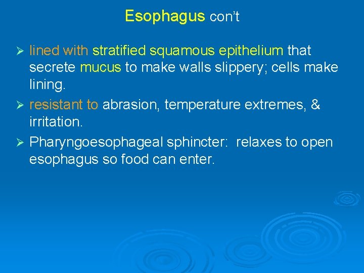 Esophagus con’t lined with stratified squamous epithelium that secrete mucus to make walls slippery;