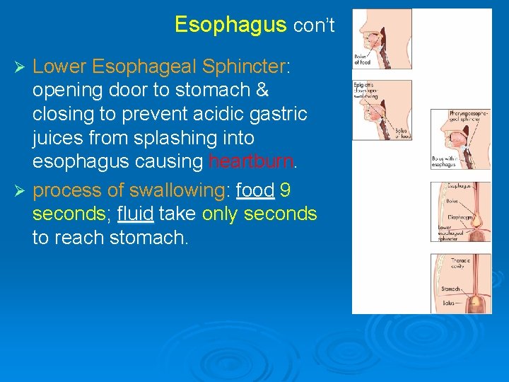 Esophagus con’t Lower Esophageal Sphincter: opening door to stomach & closing to prevent acidic