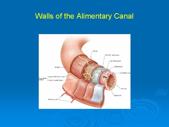 Walls of the Alimentary Canal 