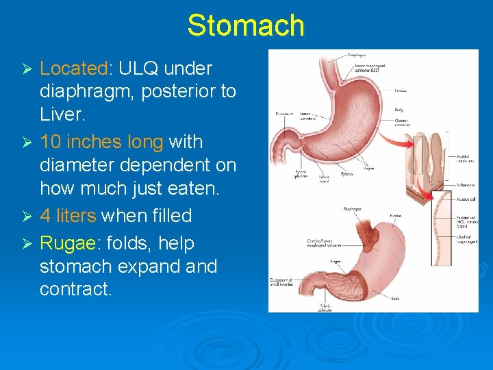 Stomach Located: ULQ under diaphragm, posterior to Liver. Ø 10 inches long with diameter