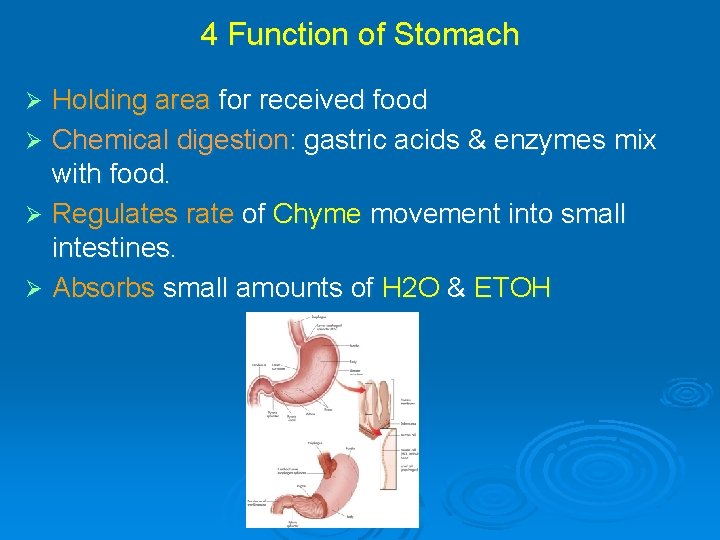 4 Function of Stomach Holding area for received food Ø Chemical digestion: gastric acids