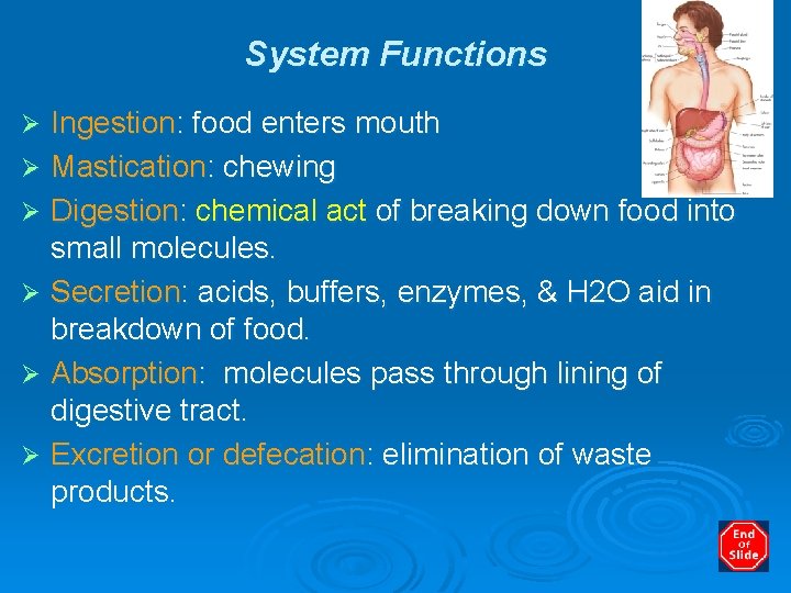 System Functions Ingestion: food enters mouth Ø Mastication: chewing Ø Digestion: chemical act of