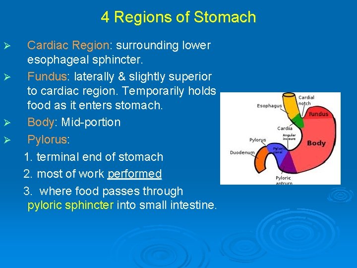 4 Regions of Stomach Cardiac Region: surrounding lower esophageal sphincter. Ø Fundus: laterally &