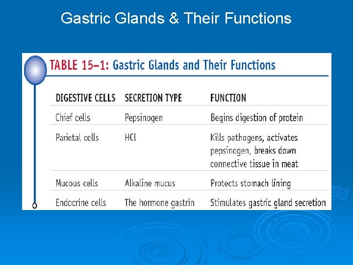 Gastric Glands & Their Functions 