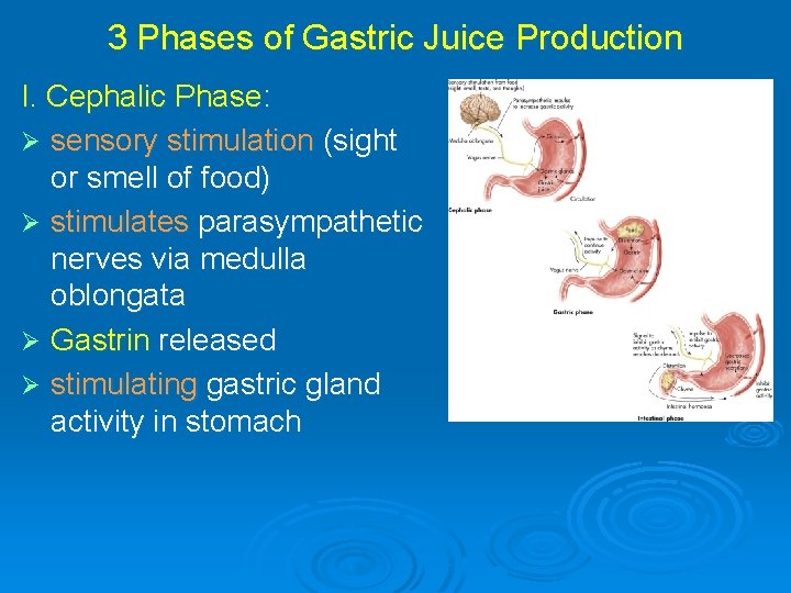 3 Phases of Gastric Juice Production I. Cephalic Phase: Ø sensory stimulation (sight or