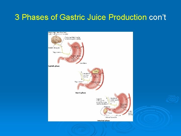 3 Phases of Gastric Juice Production con’t 