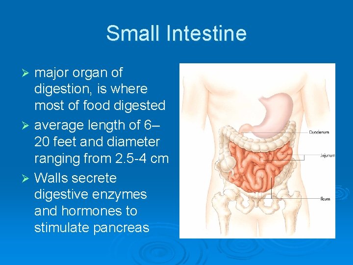 Small Intestine major organ of digestion, is where most of food digested Ø average