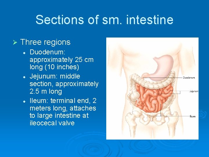 Sections of sm. intestine Ø Three regions l l l Duodenum: approximately 25 cm