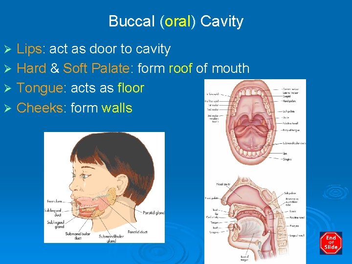 Buccal (oral) Cavity Lips: act as door to cavity Ø Hard & Soft Palate: