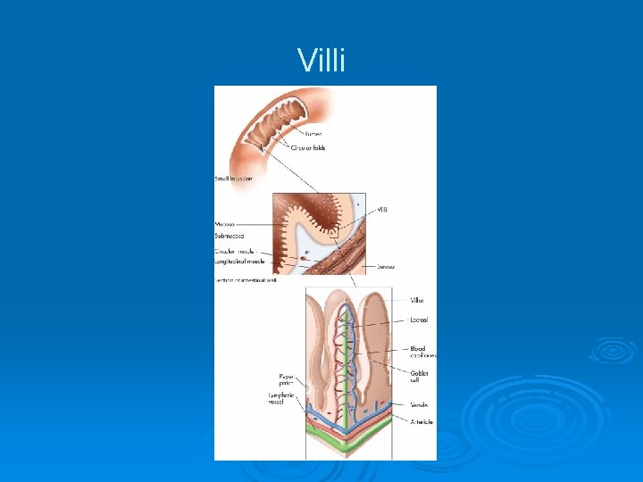 Villi 