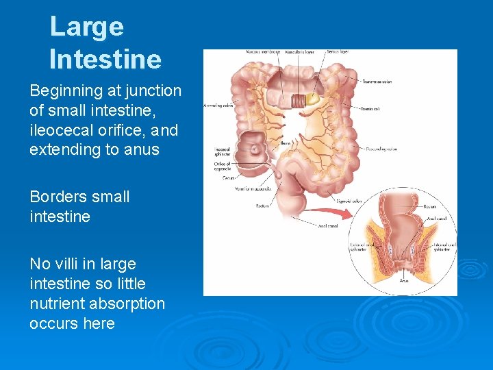 Large Intestine Beginning at junction of small intestine, ileocecal orifice, and extending to anus