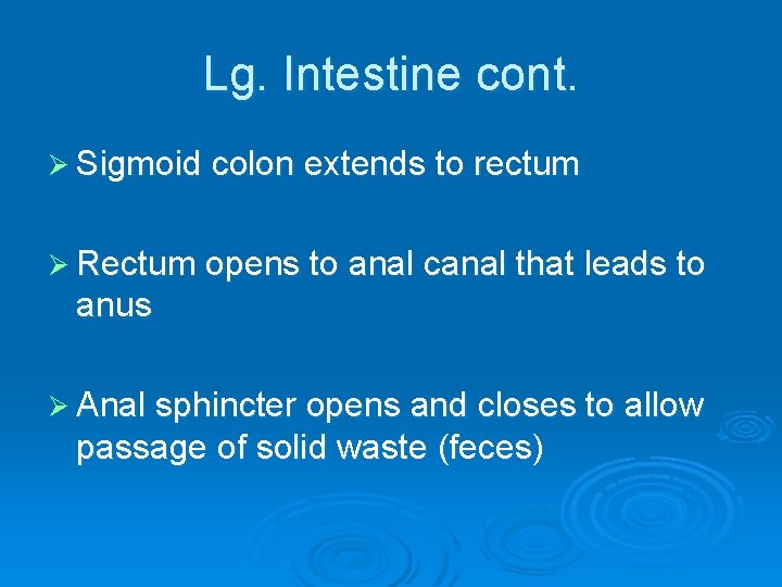 Lg. Intestine cont. Ø Sigmoid colon extends to rectum Ø Rectum opens to anal