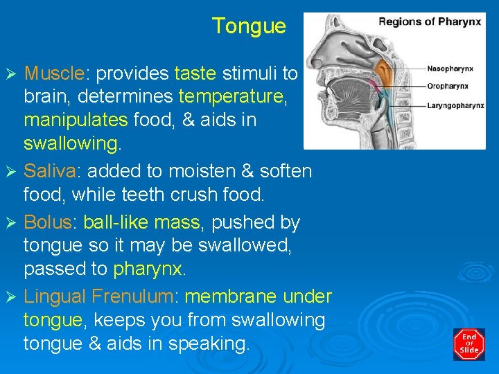 Tongue Muscle: provides taste stimuli to brain, determines temperature, manipulates food, & aids in