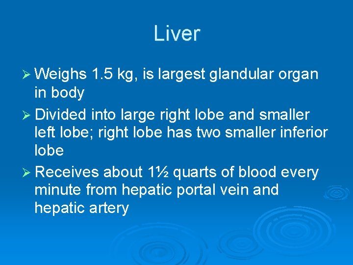 Liver Ø Weighs 1. 5 kg, is largest glandular organ in body Ø Divided