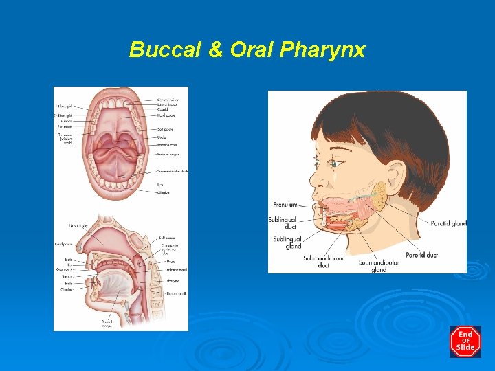 Buccal & Oral Pharynx 