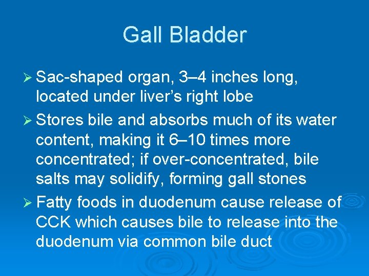 Gall Bladder Ø Sac-shaped organ, 3– 4 inches long, located under liver’s right lobe