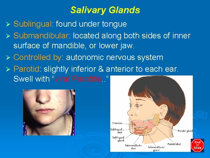 Salivary Glands Sublingual: found under tongue Ø Submandibular: located along both sides of inner