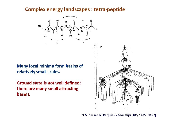 Complex energy landscapes : tetra-peptide Many local minima form basins of relatively small scales.