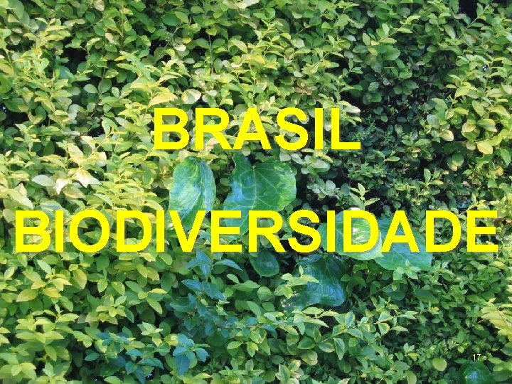 BRASIL BIODIVERSIDADE 17 