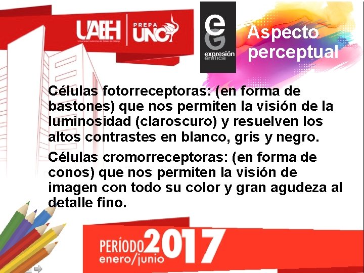 Aspecto perceptual Células fotorreceptoras: (en forma de bastones) que nos permiten la visión de