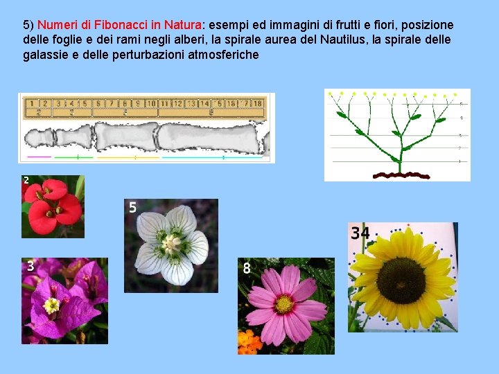 5) Numeri di Fibonacci in Natura: esempi ed immagini di frutti e fiori, posizione