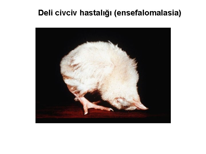 Deli civciv hastalığı (ensefalomalasia) 