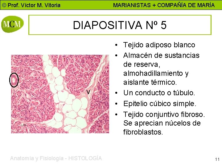 © Prof. Víctor M. Vitoria MARIANISTAS + COMPAÑÍA DE MARÍA DIAPOSITIVA Nº 5 V