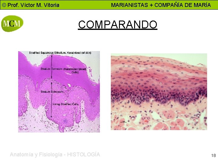 © Prof. Víctor M. Vitoria MARIANISTAS + COMPAÑÍA DE MARÍA COMPARANDO Anatomía y Fisiología