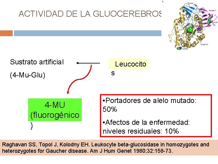 ACTIVIDAD DE LA GLUOCEREBROSIDASA. Sustrato artificial (4 -Mu-Glu) 4 -MU (fluorogénico ) Leucocito s