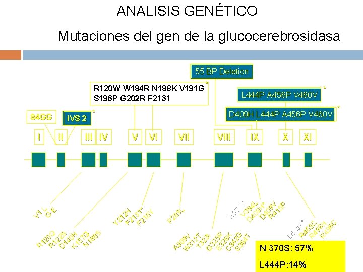 ANALISIS GENÉTICO Mutaciones del gen de la glucocerebrosidasa 55 BP Deletion * R 120