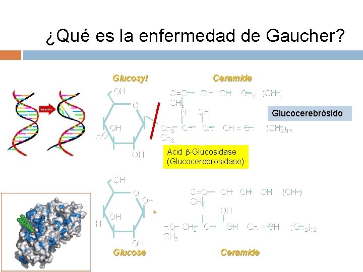 ¿Qué es la enfermedad de Gaucher? Glucosyl OH O HO O OH Ceramide O=C