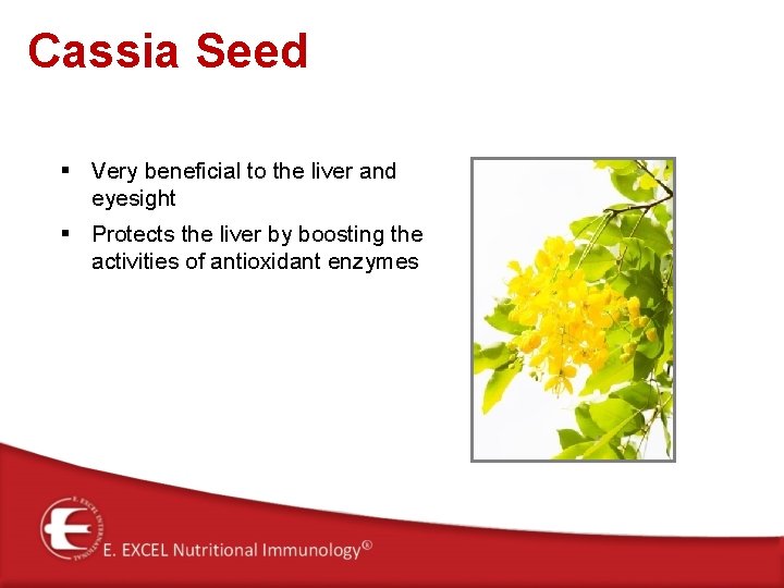 Cassia Seed § Very beneficial to the liver and eyesight § Protects the liver