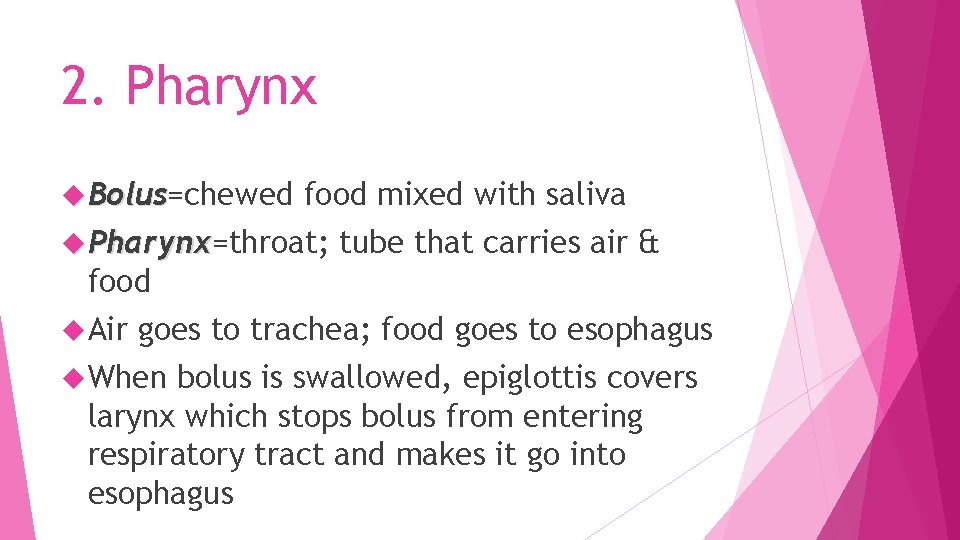 2. Pharynx Bolus=chewed Bolus food mixed with saliva Pharynx=throat; Pharynx tube that carries air