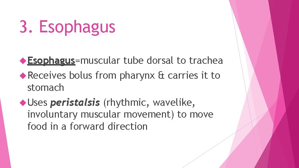 3. Esophagus=muscular Esophagus Receives tube dorsal to trachea bolus from pharynx & carries it