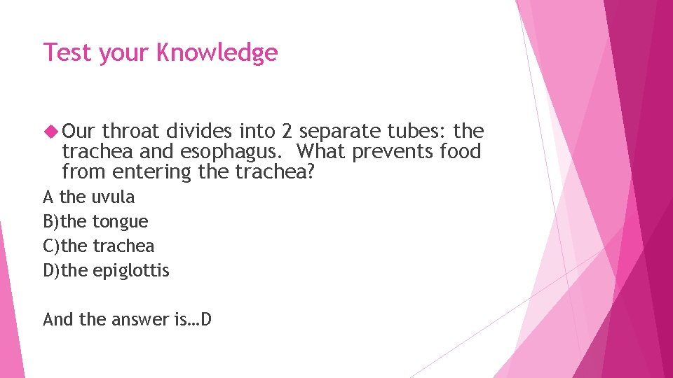 Test your Knowledge Our throat divides into 2 separate tubes: the trachea and esophagus.