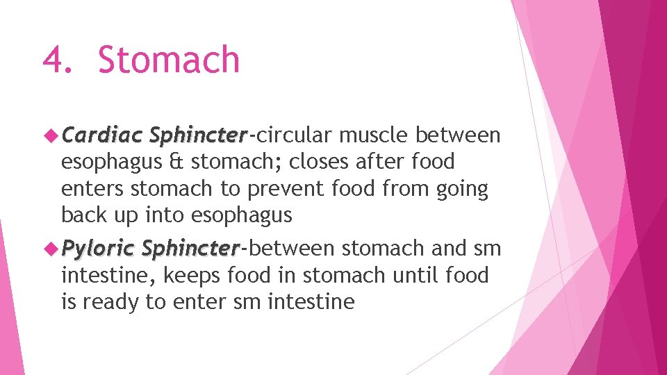 4. Stomach Cardiac Sphincter-circular muscle between Sphincter esophagus & stomach; closes after food enters