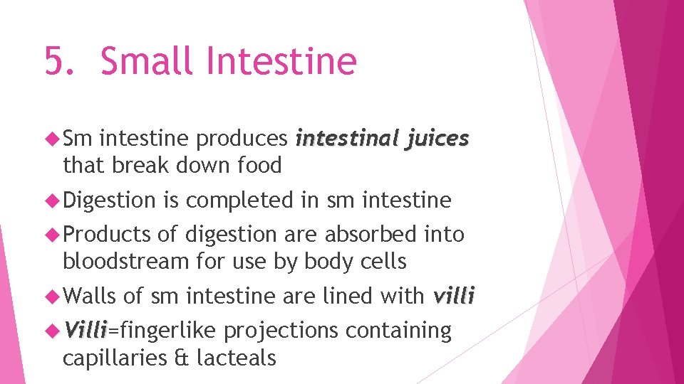 5. Small Intestine Sm intestine produces intestinal juices that break down food Digestion is