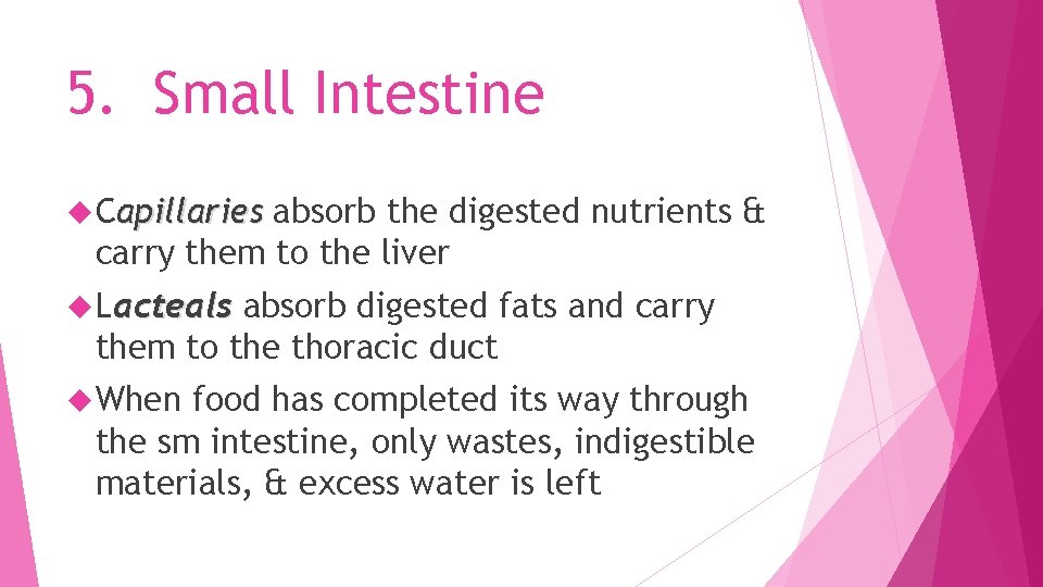 5. Small Intestine Capillaries absorb the digested nutrients & carry them to the liver