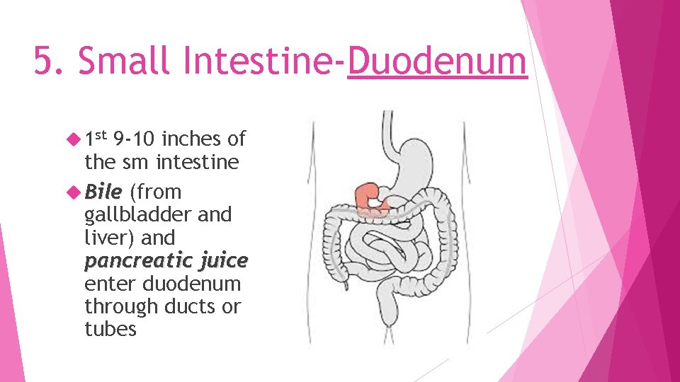 5. Small Intestine-Duodenum 1 st 9 -10 inches of the sm intestine Bile (from
