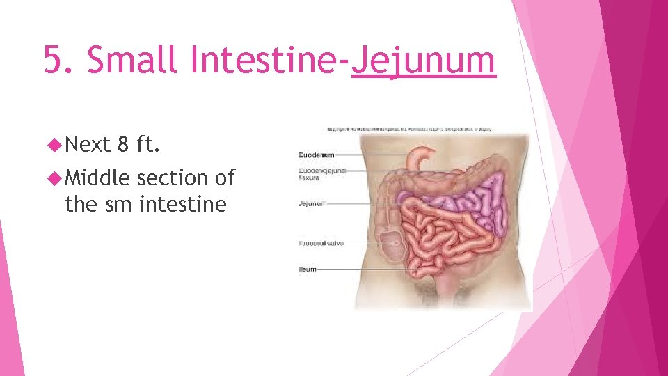 5. Small Intestine-Jejunum Next 8 ft. Middle section of the sm intestine 