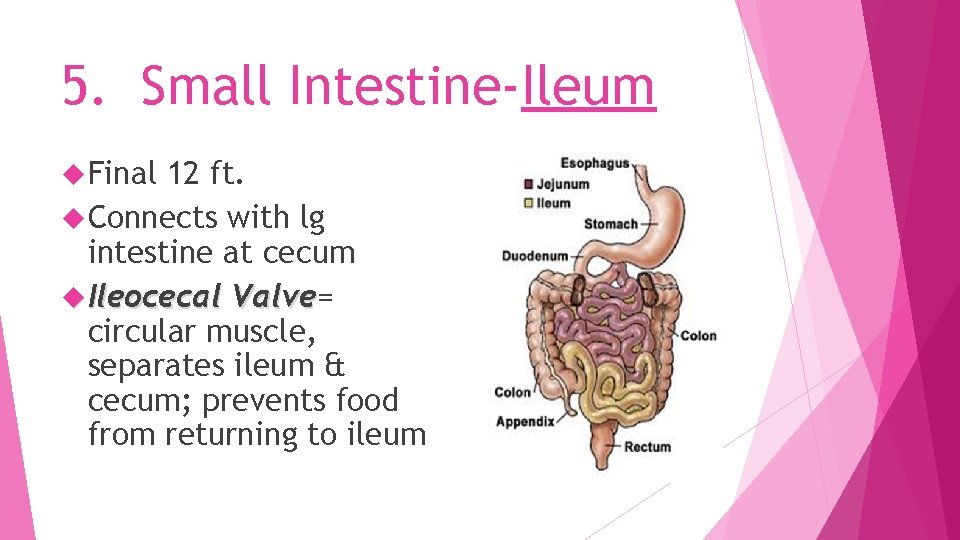 5. Small Intestine-Ileum Final 12 ft. Connects with lg intestine at cecum Ileocecal Valve=