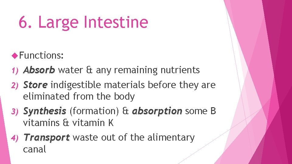 6. Large Intestine Functions: Absorb water & any remaining nutrients 2) Store indigestible materials