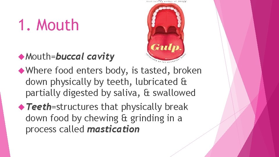 1. Mouth=buccal cavity Where food enters body, is tasted, broken down physically by teeth,