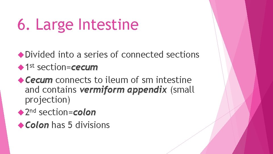 6. Large Intestine Divided into a series of connected sections 1 st section=cecum Cecum